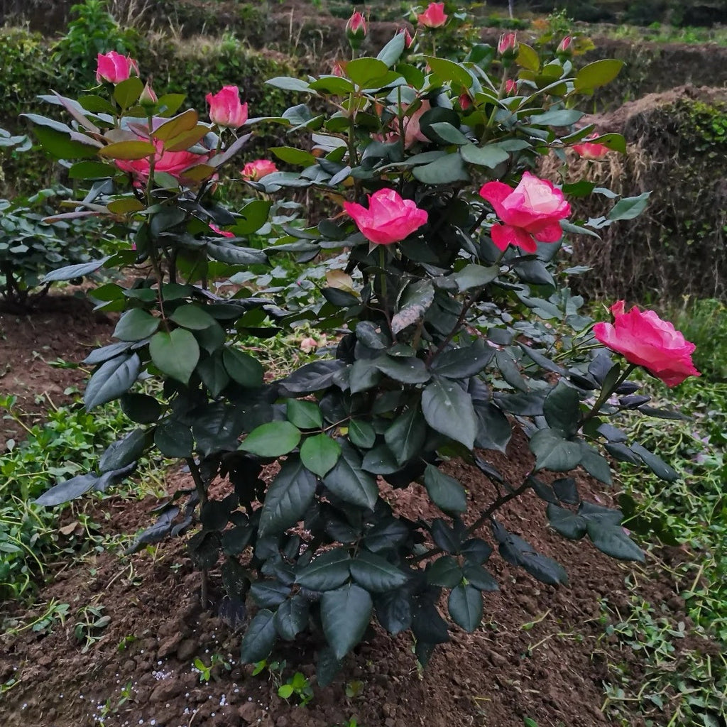 When and How to Apply Winter Fertilizer to Roses