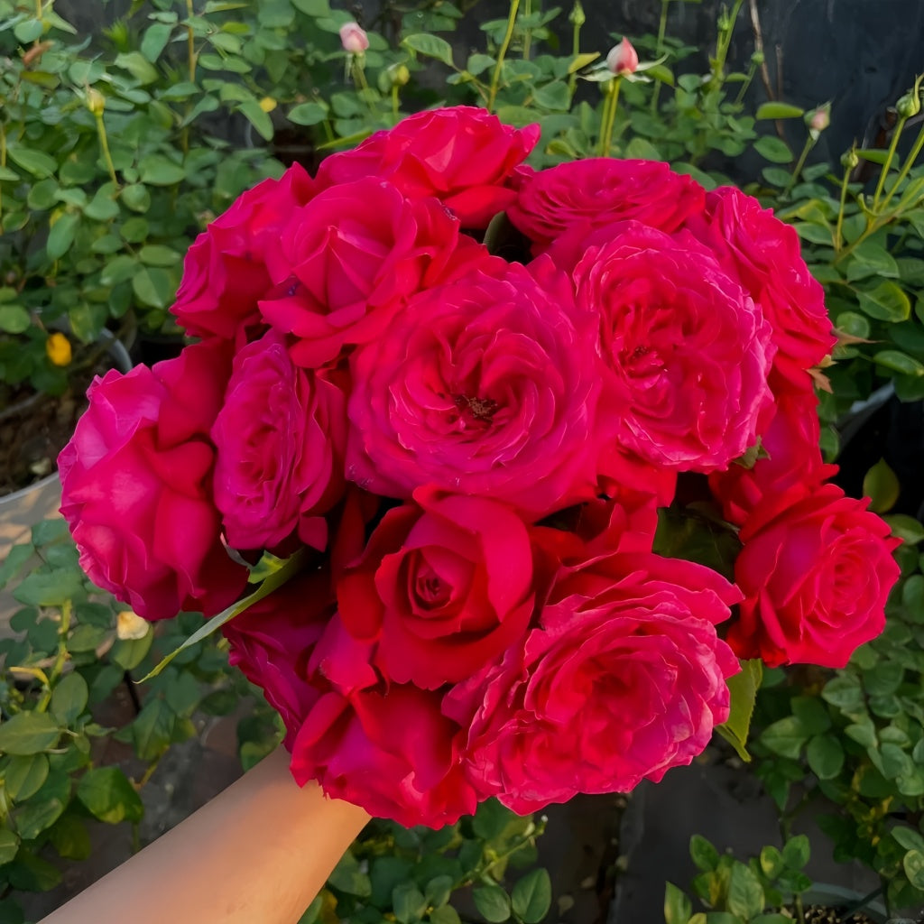 Alec’s Red Rose – The Timeless Symbol of Love, Strength, and Passion