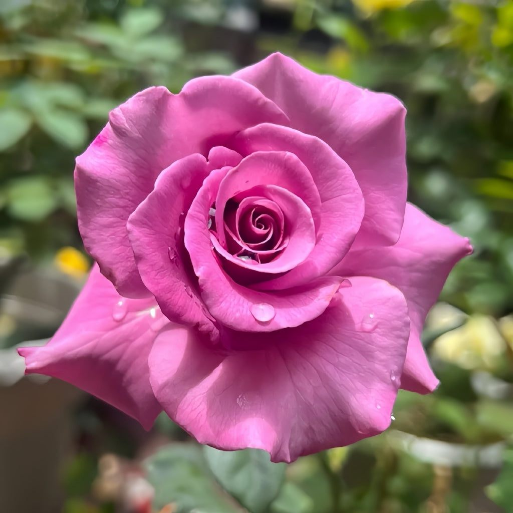 A Detailed Analysis of the Advantages and Disadvantages of Angel Face Rose