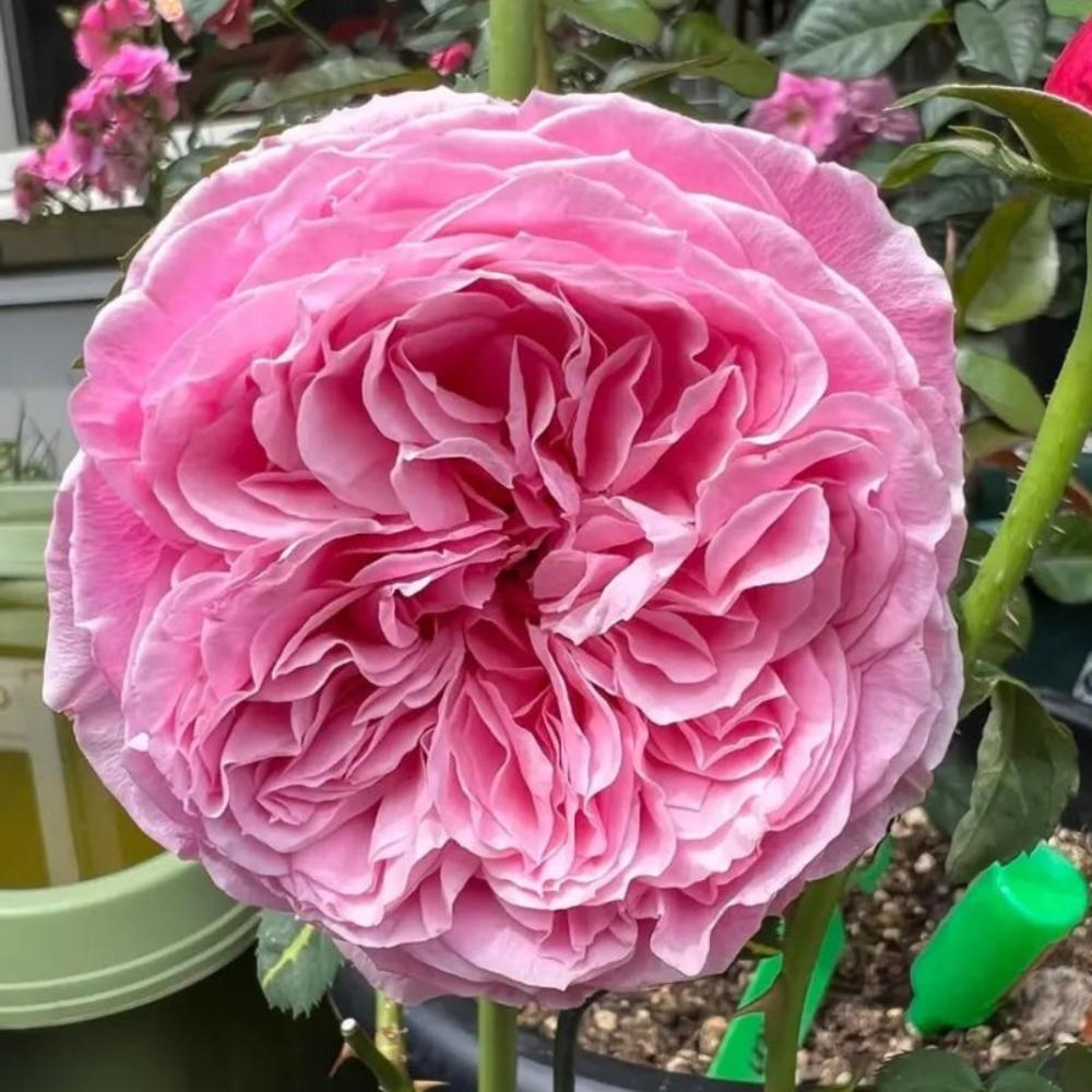 Beautiful flowers. Recommended for Yuzen series