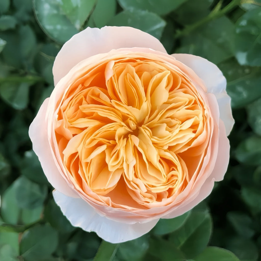 Juliet Rose: A Stunning Garden Favorite with Timeless Charm
