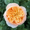 Juliet Rose: A Stunning Garden Favorite with Timeless Charm