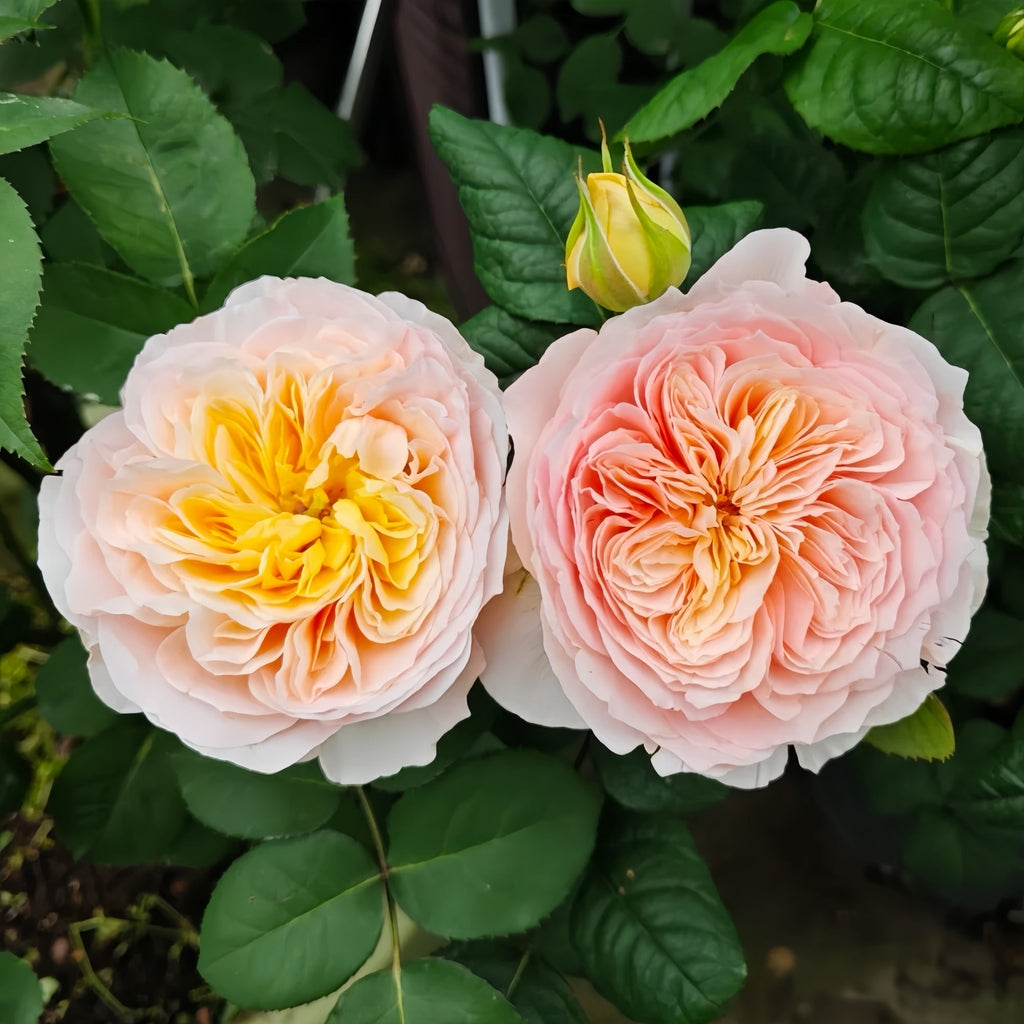 Climbing Roses Showdown! Hansian VS Juliet
