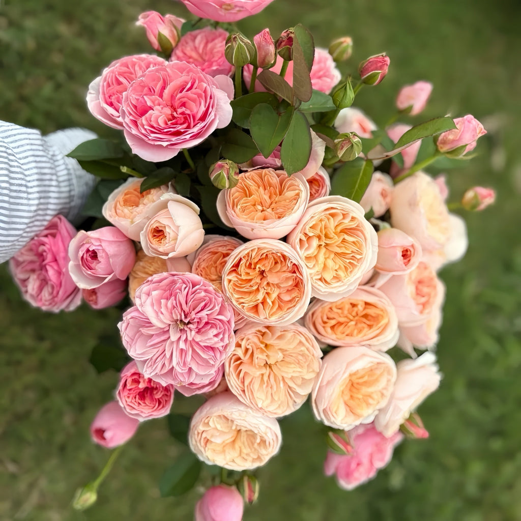 🌸 Remeo Rose – A Rare “Two-Tone Beauty” You’ve Never Seen Before 🌸