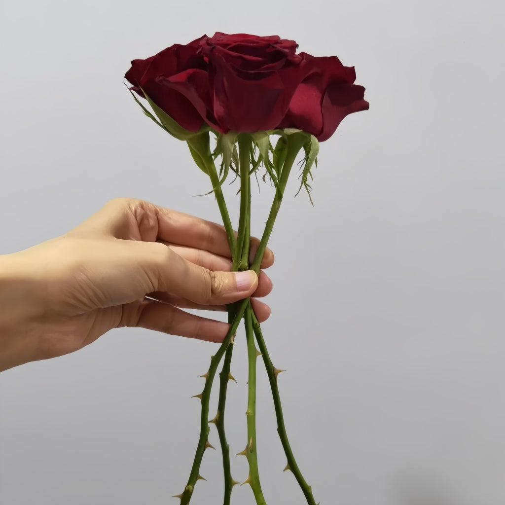 Understanding Rose Thorns: How to Stay Safe While Enjoying Your Garden