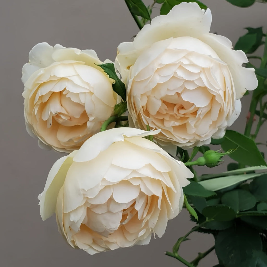 Wollerton Old Hall Rose Maintenance Guide: How to Help It Thrive