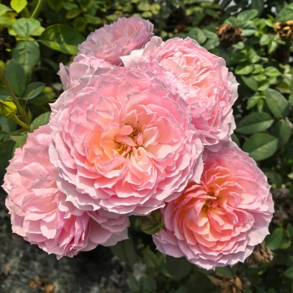 5 Stunning China Rose Worth Adding to Your Garden