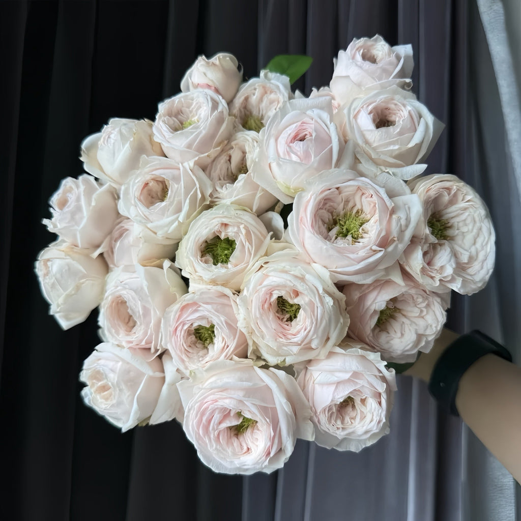 🌸 Sweet Diamond Rose – Complete Growing & Care Guide 🌸