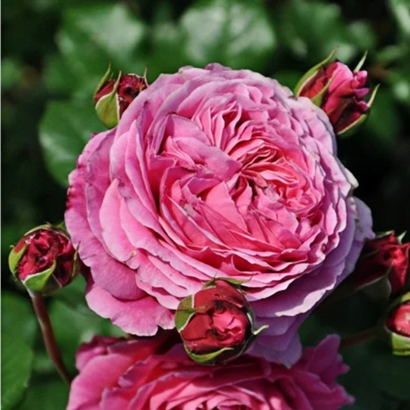 Abdiel Rose Plant|神仆天使