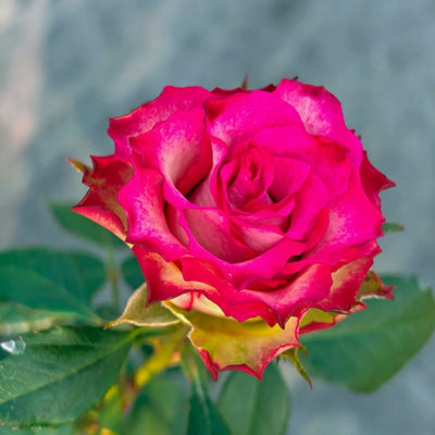Absurda Rose Plant
