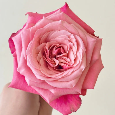 Alter Ego Rose