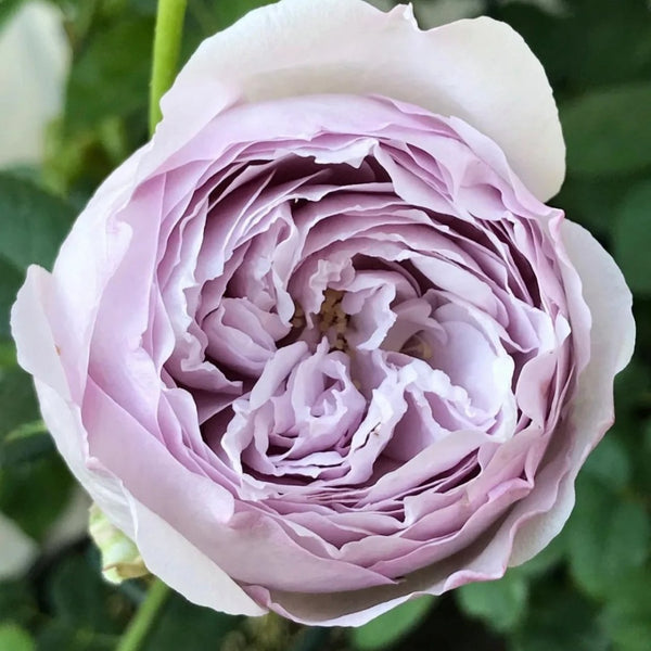 AntiqueWatchRose4_600x600.jpg?