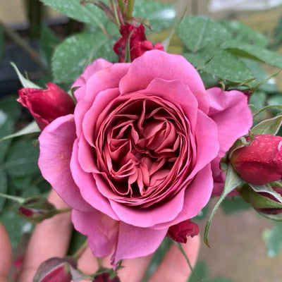 Aoi Rose Plant