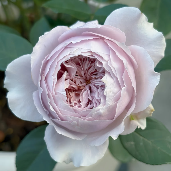 31 Roses 【プロフィール要確認】 Azure Rain Rose Plant｜青色烟雨-Pre Sale – Rose_Explosion
