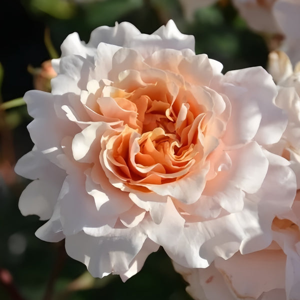 Ben Weather staff Rose Plant|园丁老班 – Rose_Explosion