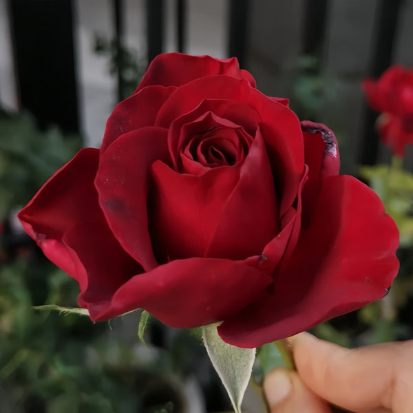 black pearl rose seeds Black Pearl Rose Plant|黑珍珠