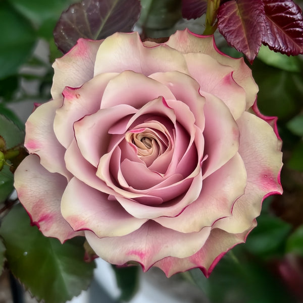 BOURBON STREET ローズ　大苗 BourbonStreet04_600x600.jpg?v=