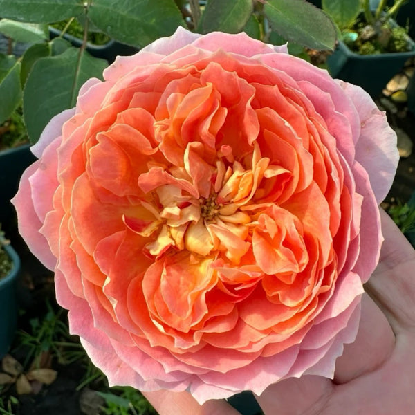 Candy Antique Rose Plant｜奶糖古董 – Rose_Explosion