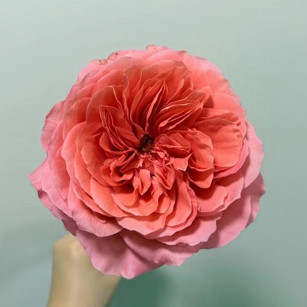 ♧Roseページです♧ Candy_X-