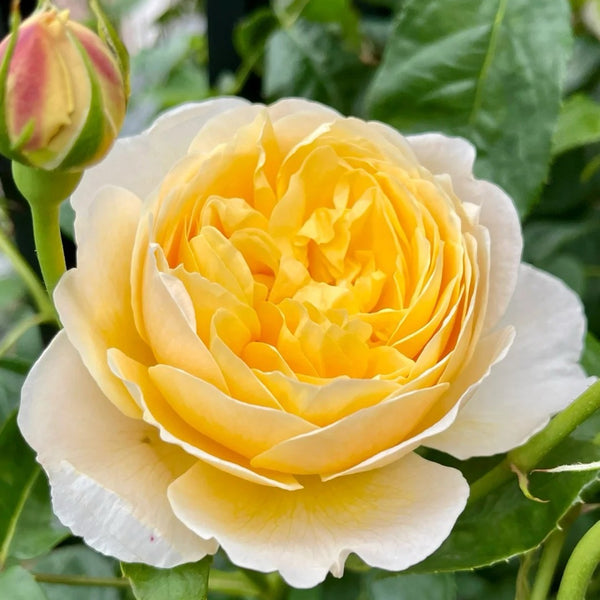 Charlotte Rose Plant (David Austin)
