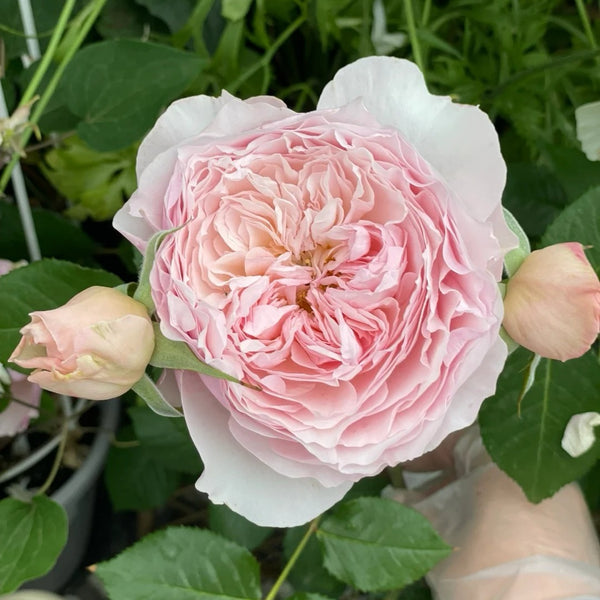 Cheryl Rose Plant | 谢丽尔 – Rose_Explosion