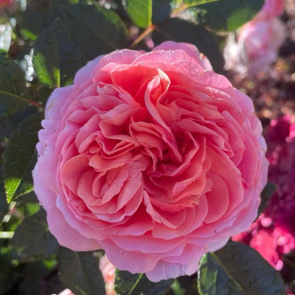 Rose Garden ボレロ　エンジ Rose Garden ボレロ エンジ