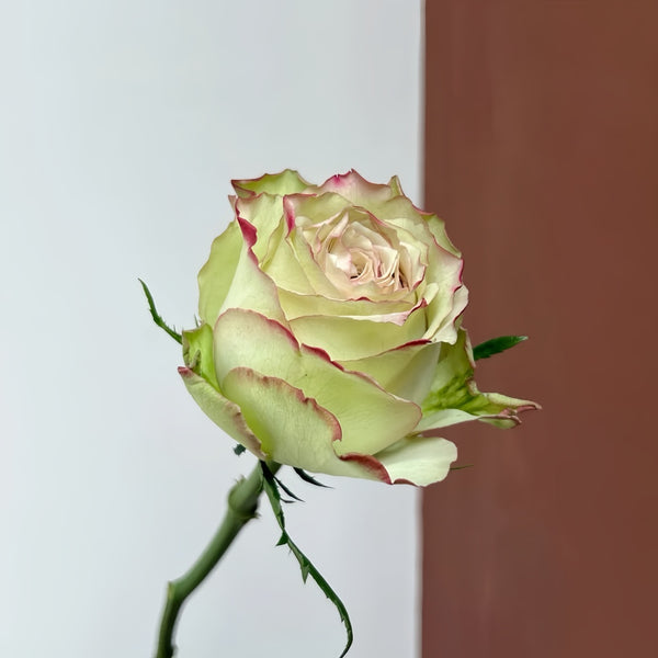 Concerto 94 Rose Plant|协奏曲 – Rose_Explosion