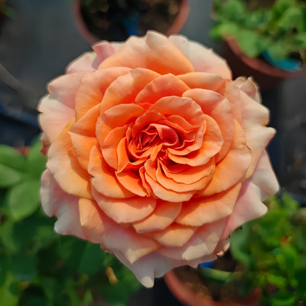 Copacabana Rose Plant｜卡巴酷吧拉 – Rose_Explosion