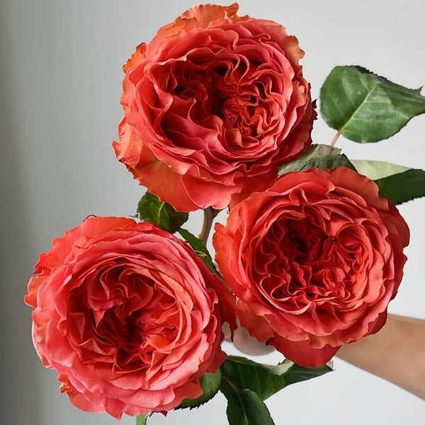 Coral X-Pression Rose Plant|珊瑚激情 – Rose_Explosion