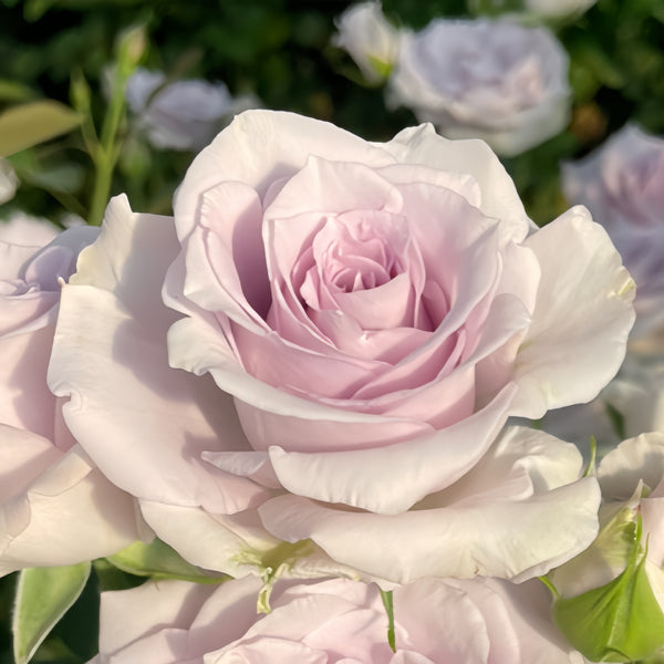 その他 rose Dark X-pression Dutch Florist Shrub Rose – Highgarden Roses
