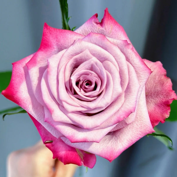 Deep Purple Rose Plant｜一片深紫 – Rose_Explosion