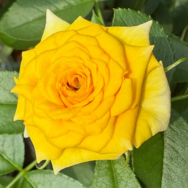 Dream Barbie Bubble Rose