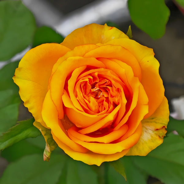 Endless Summer Rose Plant|无尽之夏 – Rose_Explosion