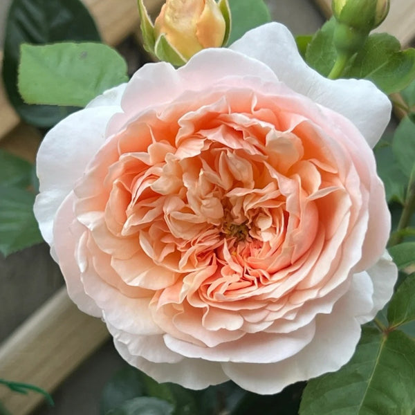 イヴリンローズ Evelyn Rose Plant(Austin)|伊芙琳 – Rose_Explosion