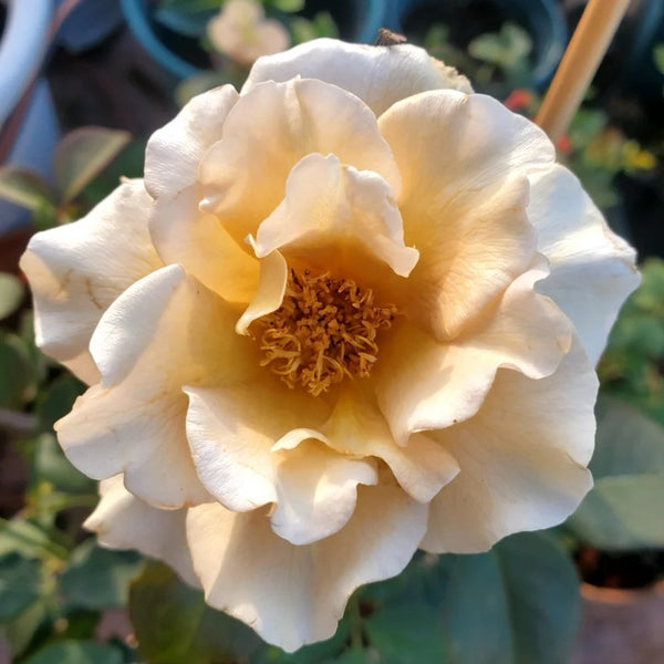 Eventail d'or Rose Plant｜折扇 – Rose_Explosion