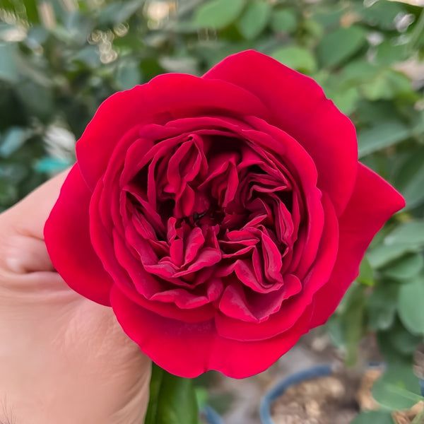 Femme fatale Rose Plant|蛇蝎美人 – Rose_Explosion