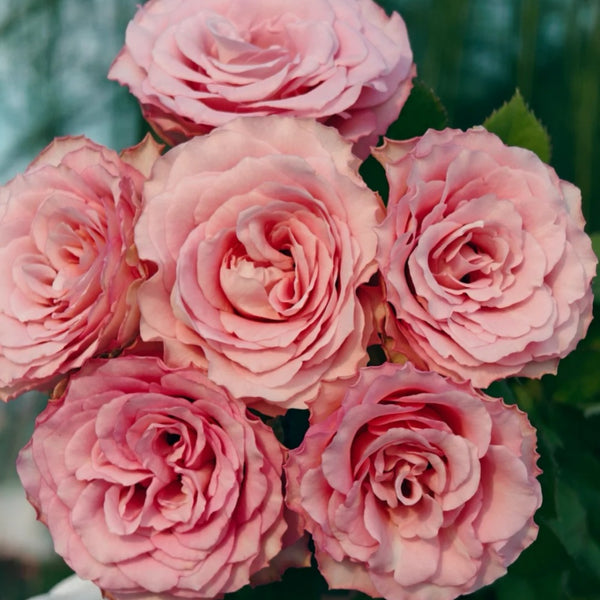 Ginette Rose Plant｜吉内特 – Rose_Explosion