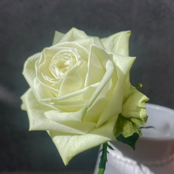 GreenTea Rose Plant｜绿茶 – Rose_Explosion