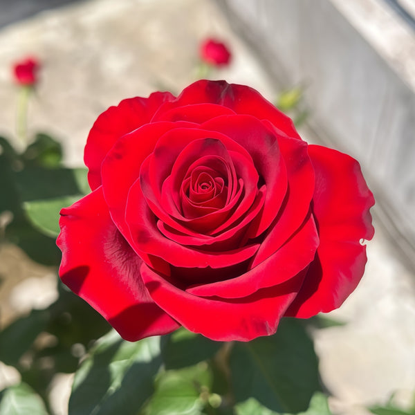 レア物　バラ色の暮し　Rose Life ベロアジャケット　ボルドー Hallelujah Rose Plant|哈利路亚 – Rose_Explosion