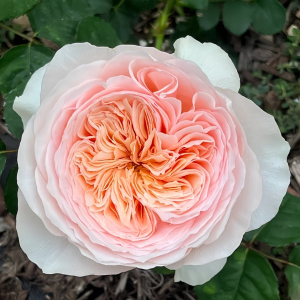 Hanxian Rose Plant|涵仙 – Rose_Explosion