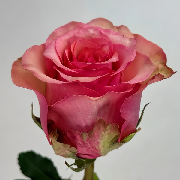 Happy Nation Rose Plant|幸福国家 – Rose_Explosion