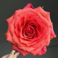 Hard Rock Rose Plant|摇滚乐