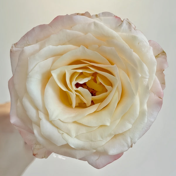 Hazel Rose Plant|赫兹 – Rose_Explosion