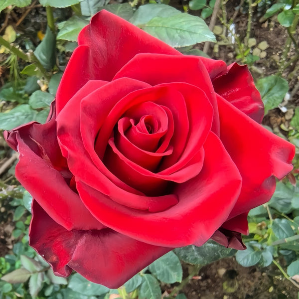 ローズ Pink adidas ZX 8000 