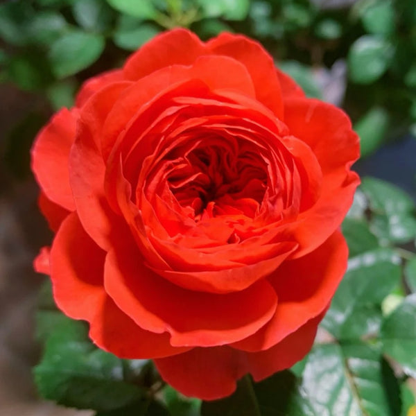 Ignition Cherry Rose Plant｜点火樱桃 – Rose_Explosion