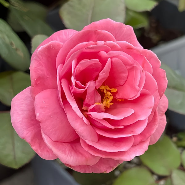 Inclus Rose Plant|英格鲁 – Rose_Explosion