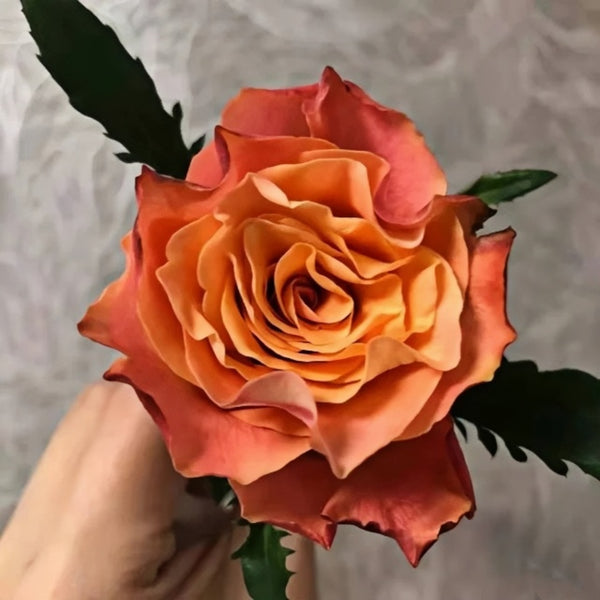 Jamaica Rose Plant|牙马加 – Rose_Explosion