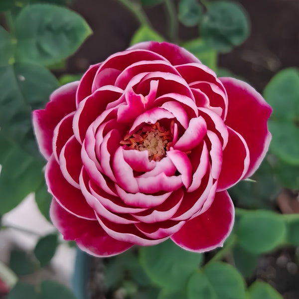 その他 Rose marry Japanese Mary Rose Plant|日本玛丽 – Rose_Explosion