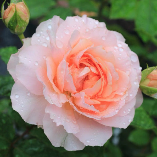 JinYan1_600x600.jpg?v=1735948242