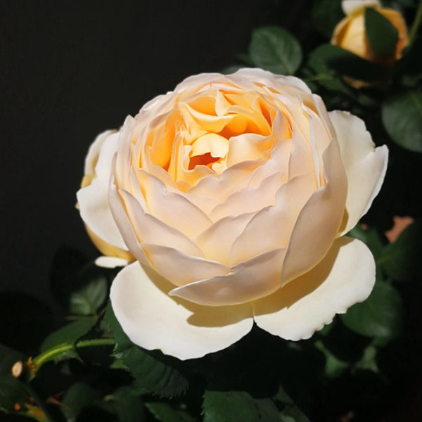 jude rose seeds Jude the Obscure Rose Plant(David Austin)｜无名的裘德